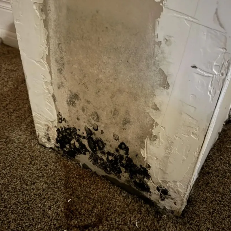 Professional Mold Removal in Lebanon, KY